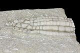 Bargain, Scytalocrinus Crinoid Fossil - Crawfordsville, Indiana #68488-2